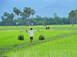 FAO helps Cambodian farmers adapt to climate change