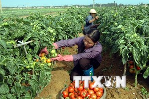 Vietnam, Japan holds high-level dialogue on agriculture