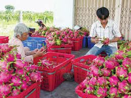Astute strategies needed to expand fruit and vegetable exports