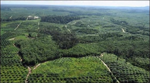 Forêts  la moitié des espèces mondiales menacées, selon la FAO