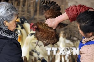 L’Egypte confirme le premier cas d’A H5N1 depuis 2013