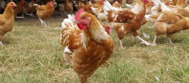 Fruits, viande, lait  un rapport dresse le portrait de la France agricole en 2025