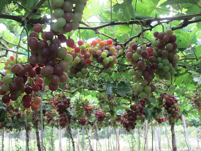 A la découverte des vignobles de Ninh Thuan