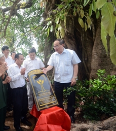 À Quang Ngai, deux banians reconnus Arbres du patrimoine du Vietnam