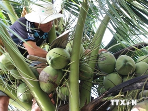 New markets for southern coconut firms