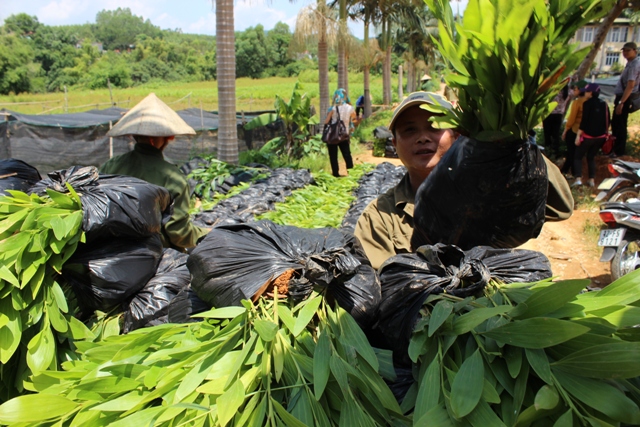 Đảm bảo cơ chế, chính sách khi sắp xếp, đổi mới công ty nông, lâm nghiệp