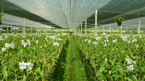Over VND 2 trillion of loans for agricultural development