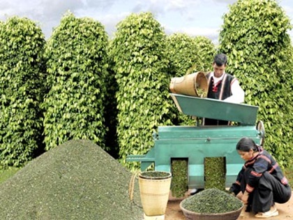 Plan to develop Vietnam’s pepper sector approved