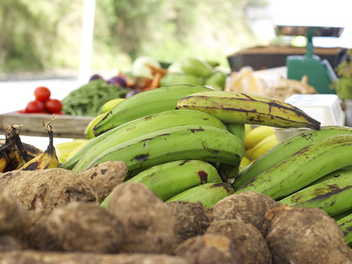 Cuba cherche des solutions pour réduire ses importations de produits alimentaires