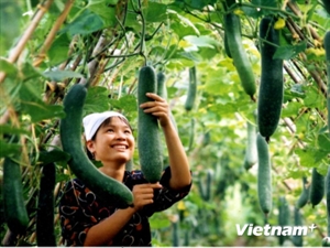 Basic GAP helps ensure safe crop production