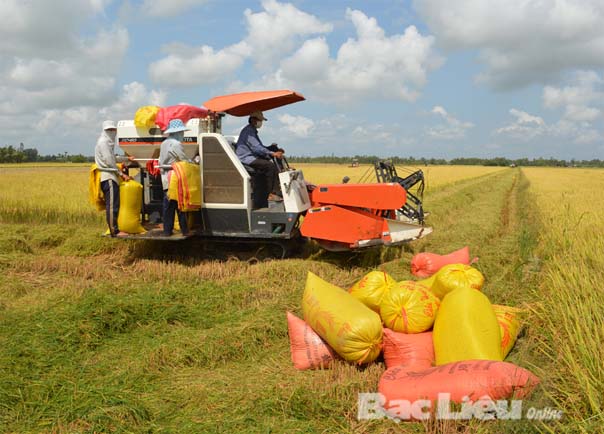 Vụ lúa hè thu 2014 Nông dân phấn khởi vì trúng mùa, được giá