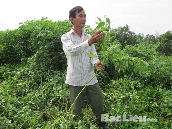 Sử dụng thảo dược trong nuôi tôm Giảm chi phí đầu tư, thân thiện với môi trường