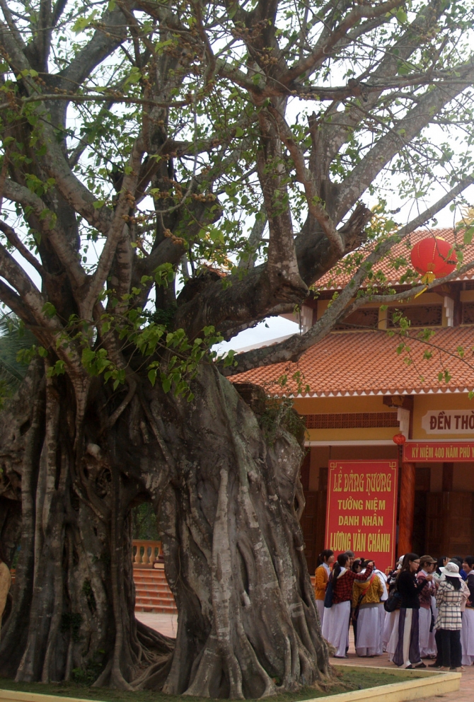 200-year snowbell recognized as Vietnam Heritage Tree