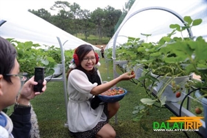 Les jardins de fraises de Da Lat