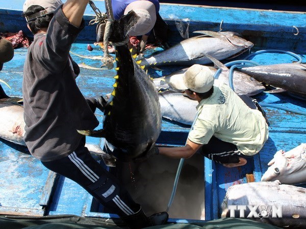 Binh Dinh exports ocean tuna to Japan