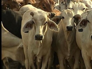 Australian cattle export to Vietnam up 9,000 percent