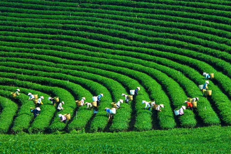 Admirez les vertes collines de thé de Moc Chau