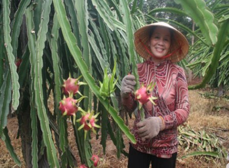 Bà Rịa- Vũng Tàu Khuyến cáo các hộ trồng thanh long không mở rộng diện tích theo hướng tự phát