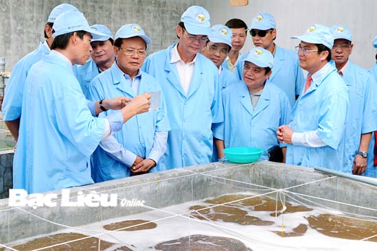 Xây dựng vùng sản xuất tôm giống trọng điểm khu vực ĐBSCL