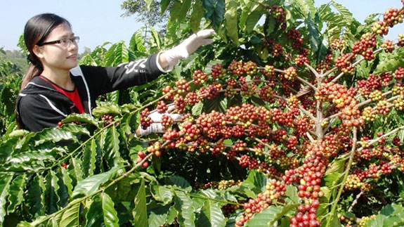 Dak Lak promotes Buon Ma Thuot coffee brand overseas
