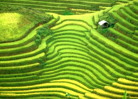 Beauty of terraced rice fields to be honoured