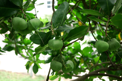 Ươm cây bàng vuông trên đảo Lý Sơn