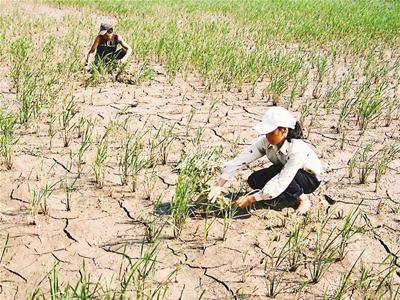 Over VND230 billion for drought relief to 14 localities