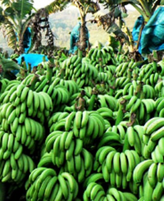Nông dân Quảng Ngãi ồ ạt thu hoạch chuối non để bán cho thương lái