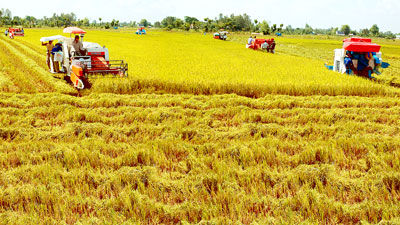 Rice output forecast at 45 million tonnes for 2014