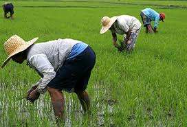 Philippines la production de riz devrait diminuer au 3e trimestre 2014