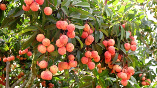 Vietnam’s litchi and longan to be exported to the US