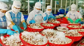 Vietnam’s shrimp exports target the EU