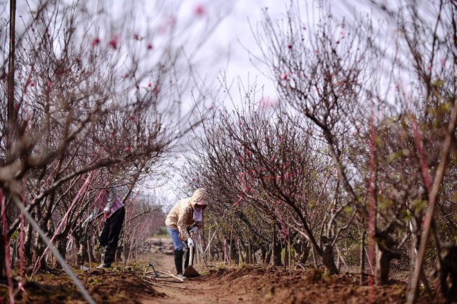 Période cruciale pour les cultivateurs de pêchers et d’abricotiers