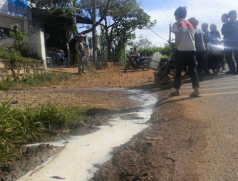 Nghịch lý chuyện… con bò sữa
