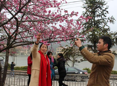 Sắc xuân sớm Sa Pa
