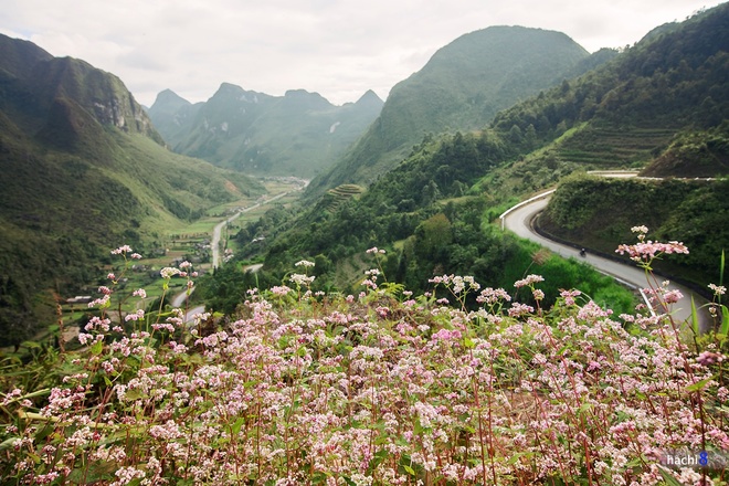 - Hà Giang toute colorée en cette saison des fleurs de sarrasin