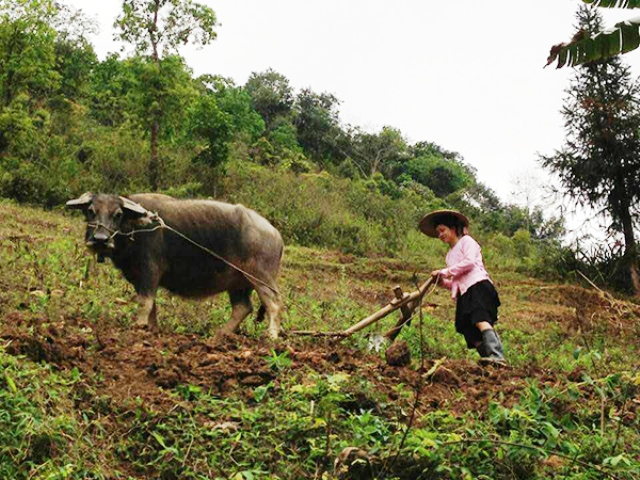 Những đổi thay trên vùng đá núi tai mèo từ nguồn vốn chính sách