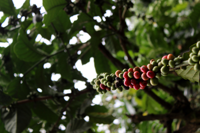 Exports of major agricultural products see sharp reduction