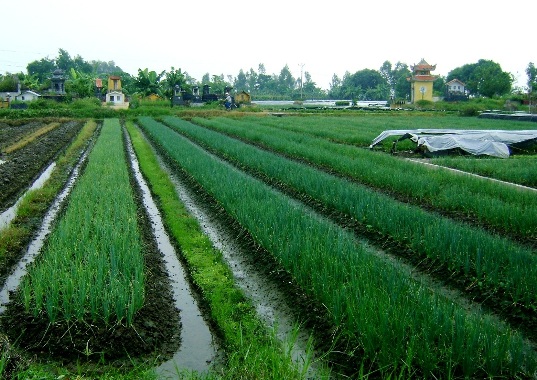 Xung quanh thông tin mất mùa lúa do sâu đục thân ở Thái Bình