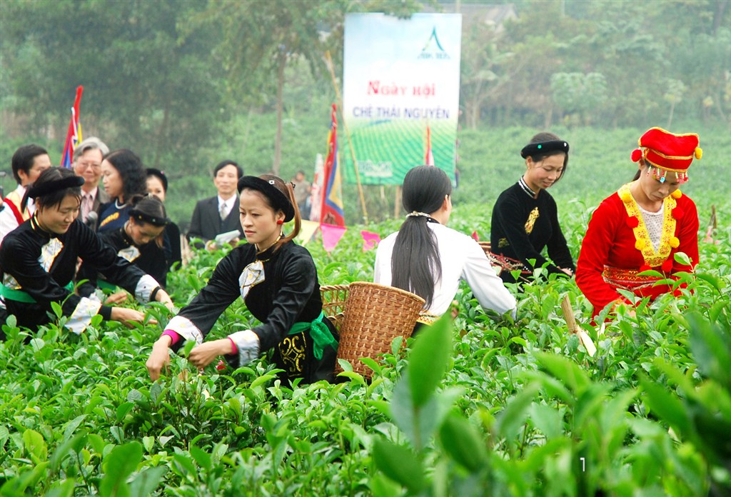 - Bientôt le 3e Festival international du thé de Thai Nguyên 2015