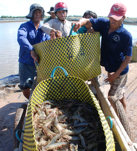 Cần làm ngay chợ đầu mối thu mua tôm