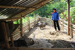 Conservation and sustainable use of Vietnamese native pigs
