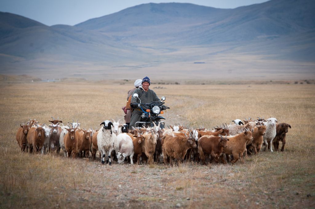 Mongolia continues to strengthening food safety