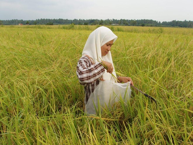 Malaysia spends over USD500 mln annually to support rice farming