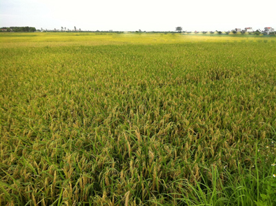 Vĩnh Phúc Triển khai kế hoạch sản xuất vụ Đông Xuân năm 2015-2016