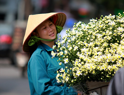 Beauté immaculée des astéracées blanches de Hanoï