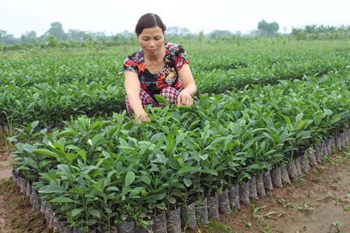 Vĩnh Phúc Đẩy mạnh quản lý giống cây trồng, phân bón hữu cơ và thuốc BVTV