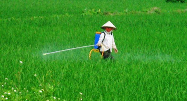 Phân bón giả, nỗi lo thật