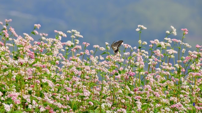 - Expo sur les fleurs de sarrasin à Hanoï
