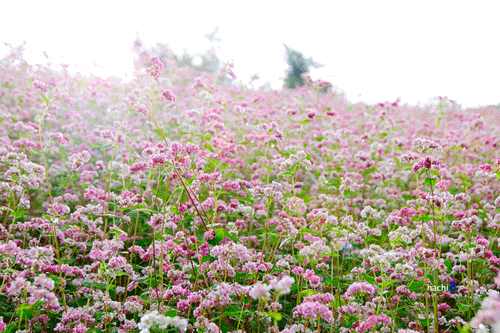Buckwheat flower exhibition in Hanoi
